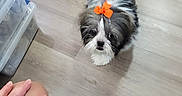 Melo joined the competition — help win amazing prizes! dog, small_dog, bow, orange_bow, floor, wooden_floor, person, legs, hand, indoor, kitchen, tile_floor, storage_container, pet, cute, looking_up, white_and_black_fur, short_hair, canine, companion