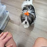 bow, canine, companion, cute, dog, floor, hand, indoor, kitchen, legs, looking_up, orange_bow, person, pet, short_hair, small_dog, storage_container, tile_floor, white_and_black_fur, wooden_floor