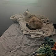 Gucci participe au concours pour gagner de l'argent avec cette photo : animal, architecture, bed, bedroom, blanket, canine, cat, cushion, furniture, homedecor, indoors, interiordesign, kitten, linen, person, pet, quilt, room, sleeping, window