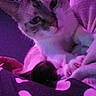 Gucci participe au concours pour gagner de l'argent avec cette photo : animal, bed, bedroom, cat, couch, cushion, face, furniture, head, homedecor, indoors, kitten, lighting, person, pet, photography, portrait, purple, room, siamese