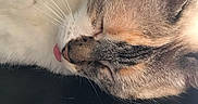 Gucci a rejoint le concours — aidez-le/la à gagner de superbes lots ! accessories, animal, bodypart, cat, couch, face, furniture, head, indoors, kitten, manx, mouth, person, pet, photography, portrait, siamese, sleeping, teeth, tongue