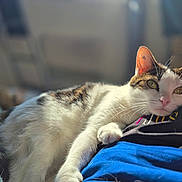 Circée participe au concours pour gagner de l'argent avec cette photo : cat, pet, indoor, relaxing, sunlight, green_eyes, fur, whiskers, person, lap, comfort, closeup, resting, domestic_animal, cozy, home, blurred_background, soft_light, white_fur, striped_fur