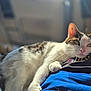 cat, pet, indoor, relaxing, sunlight, green_eyes, fur, whiskers, person, lap, comfort, closeup, resting, domestic_animal, cozy, home, blurred_background, soft_light, white_fur, striped_fur