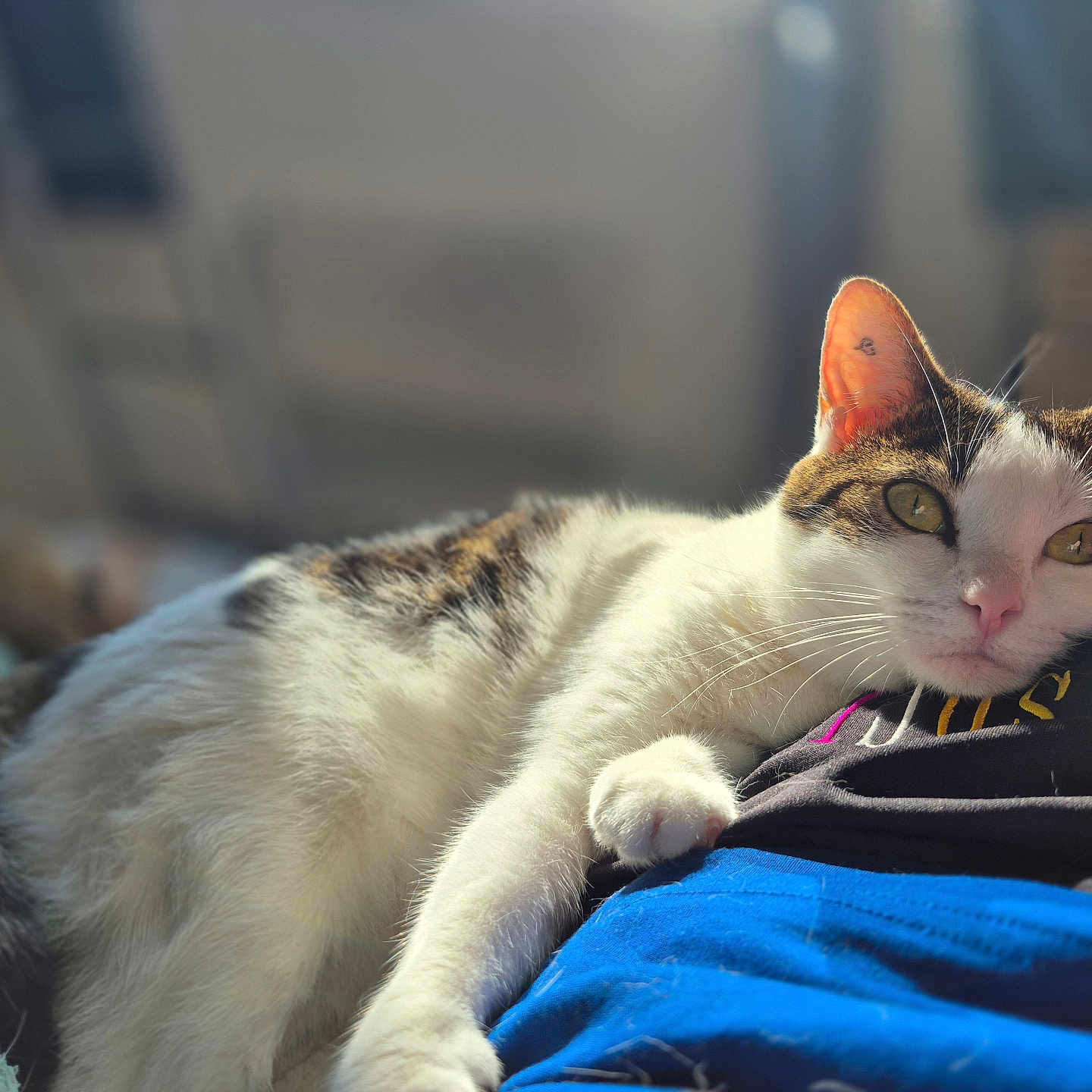 Circée participe au concours pour gagner de l'argent avec cette photo : blurred_background, cat, closeup, comfort, cozy, domestic_animal, fur, green_eyes, home, indoor, lap, person, pet, relaxing, resting, soft_light, striped_fur, sunlight, whiskers, white_fur