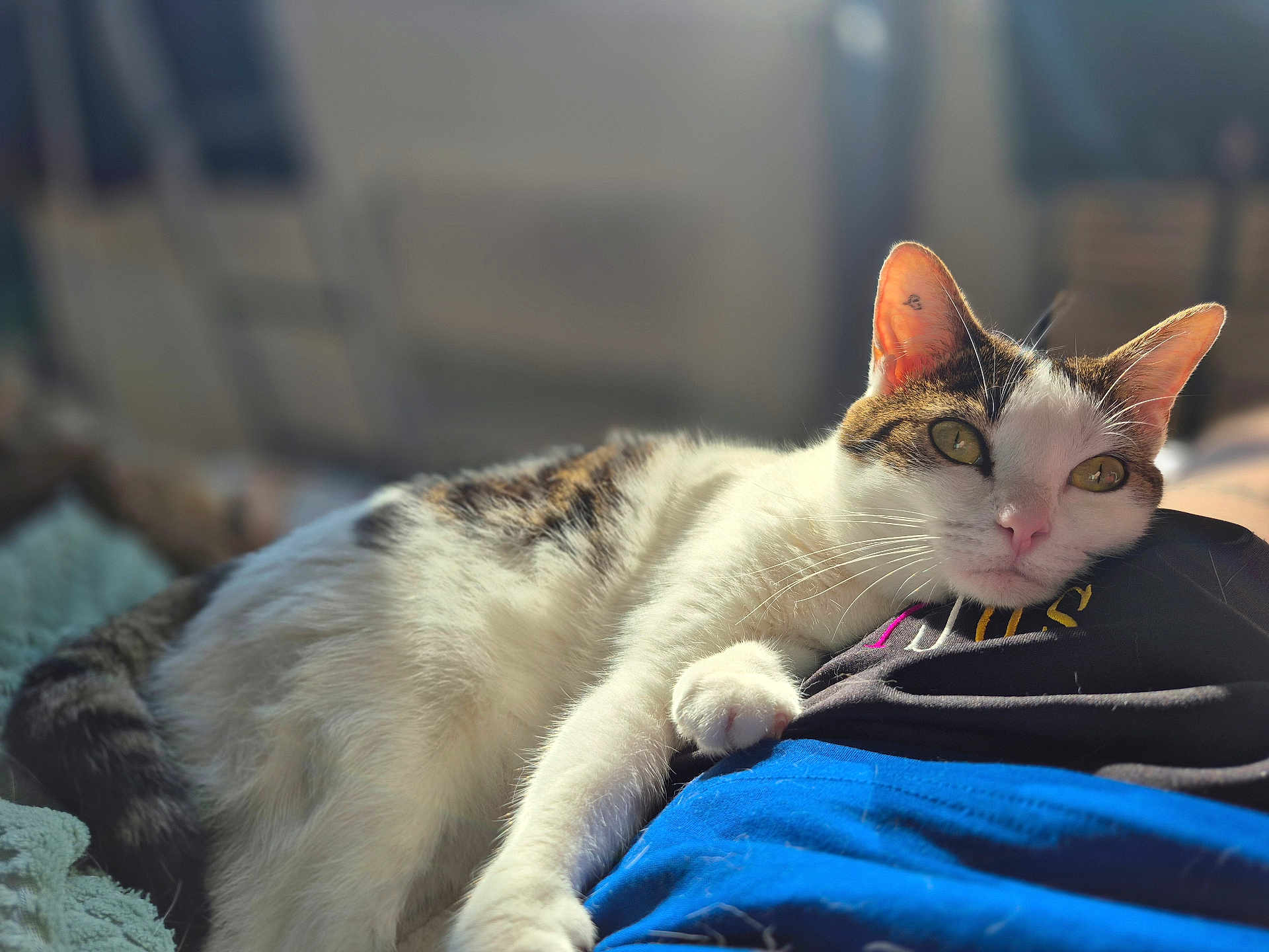 Circée participe au concours pour gagner de l'argent avec cette photo : cat, pet, indoor, relaxing, sunlight, green_eyes, fur, whiskers, person, lap, comfort, closeup, resting, domestic_animal, cozy, home, blurred_background, soft_light, white_fur, striped_fur