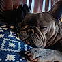 Dottie Rain is registered to the contest to win money with this photo: animal, blanket, blue, close_up, companion, cozy, cute, dog, french_bulldog, fur, indoor, leather, pattern, paw, pet, relaxed, resting, sleeping, white, wrinkles