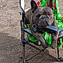 animal, blanket, brown_coat, chair, collar, cute, dog, ears, expression, face, french_bulldog, ground, leash, outdoor, paw, pet, relaxing, resting, sunlight, tag