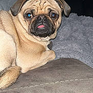 Lexi is registered to the contest to win money with this photo: dog, pug, pet, animal, cute, tongue_out, indoor, couch, blanket, fur, face, wrinkles, relaxed, lying_down, companion, domestic, friend, cozy, expression, portrait