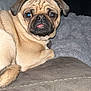 dog, pug, pet, animal, cute, tongue_out, indoor, couch, blanket, fur, face, wrinkles, relaxed, lying_down, companion, domestic, friend, cozy, expression, portrait