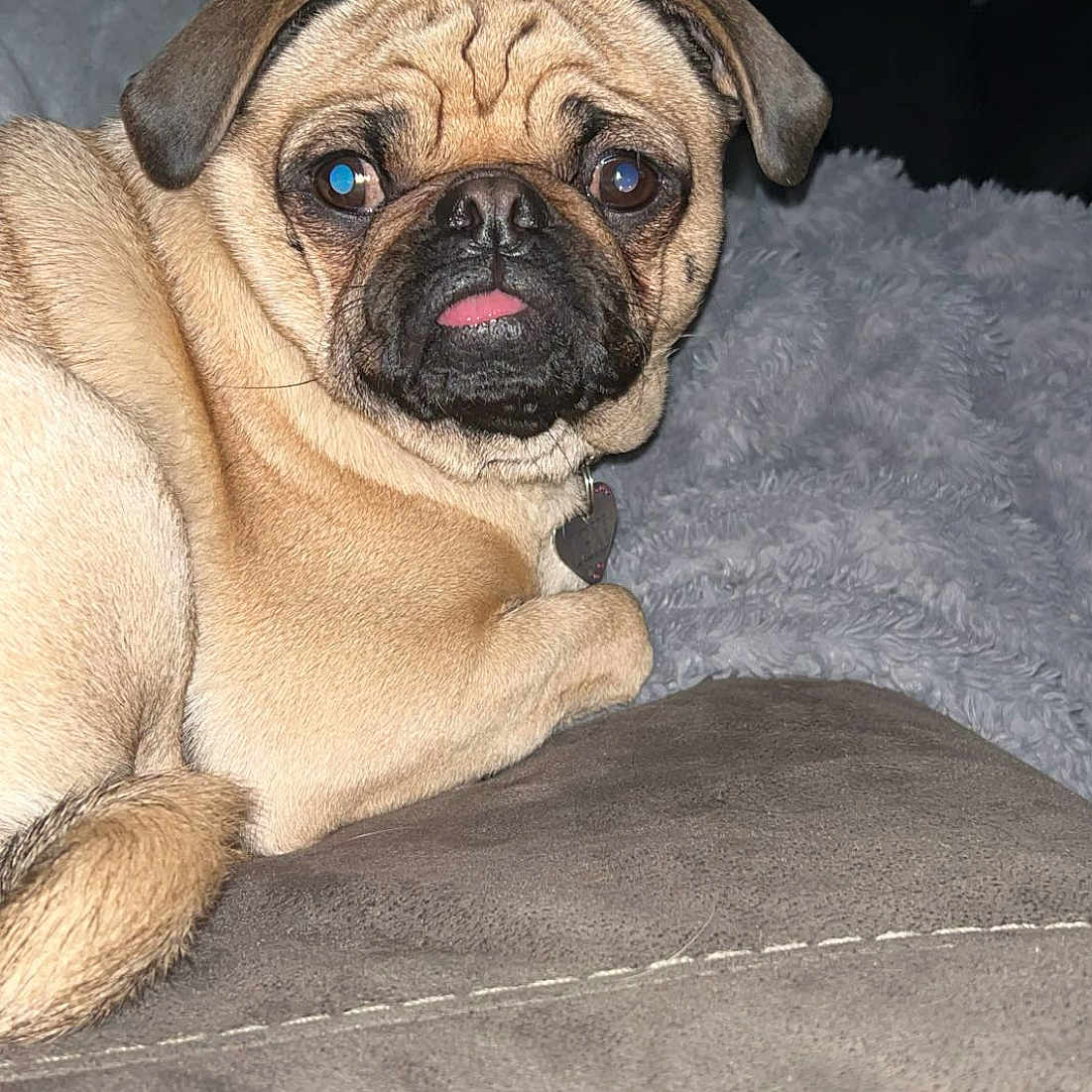Lexi is registered to the contest to win money with this photo: animal, blanket, companion, couch, cozy, cute, dog, domestic, expression, face, friend, fur, indoor, lying_down, pet, portrait, pug, relaxed, tongue_out, wrinkles