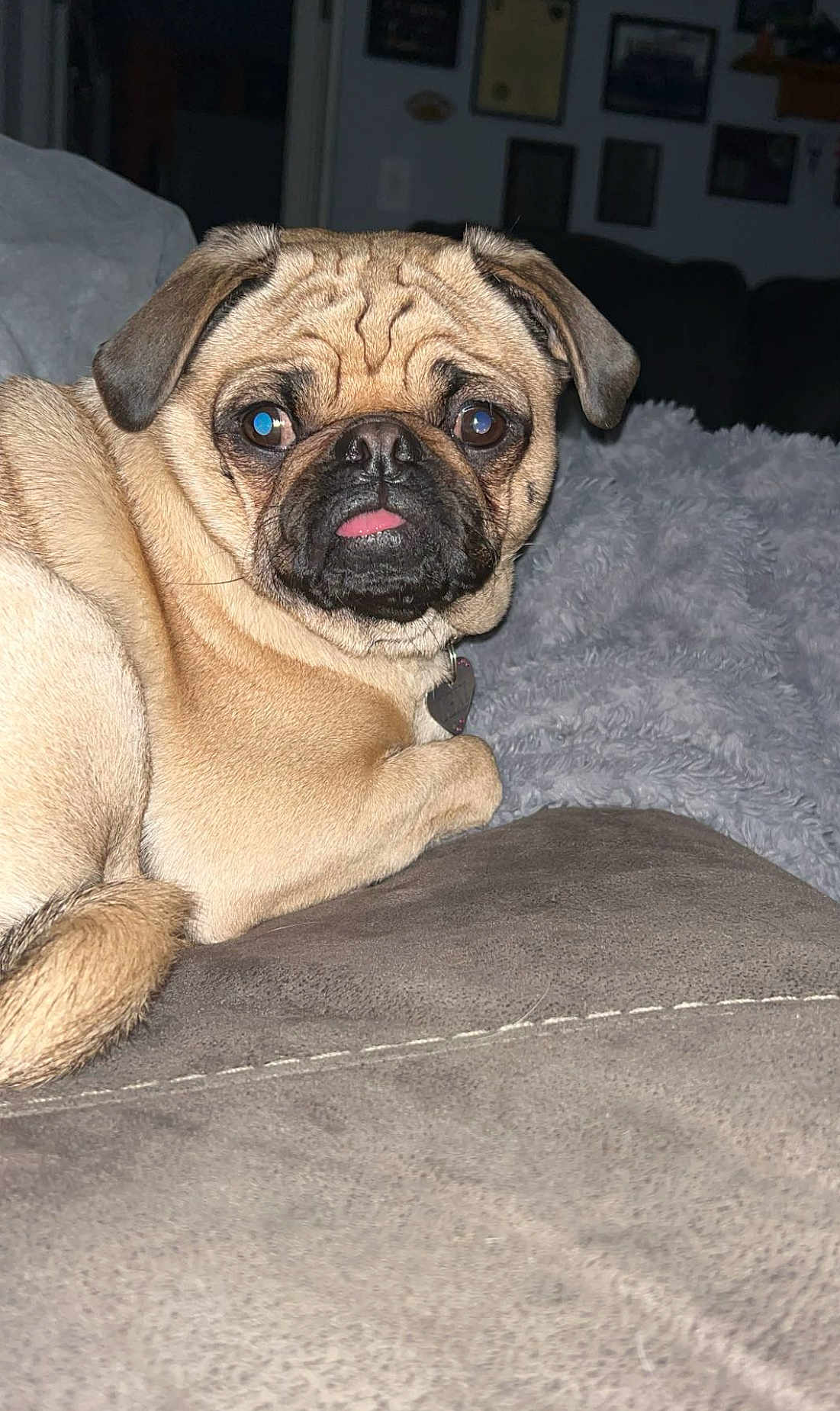 Lexi