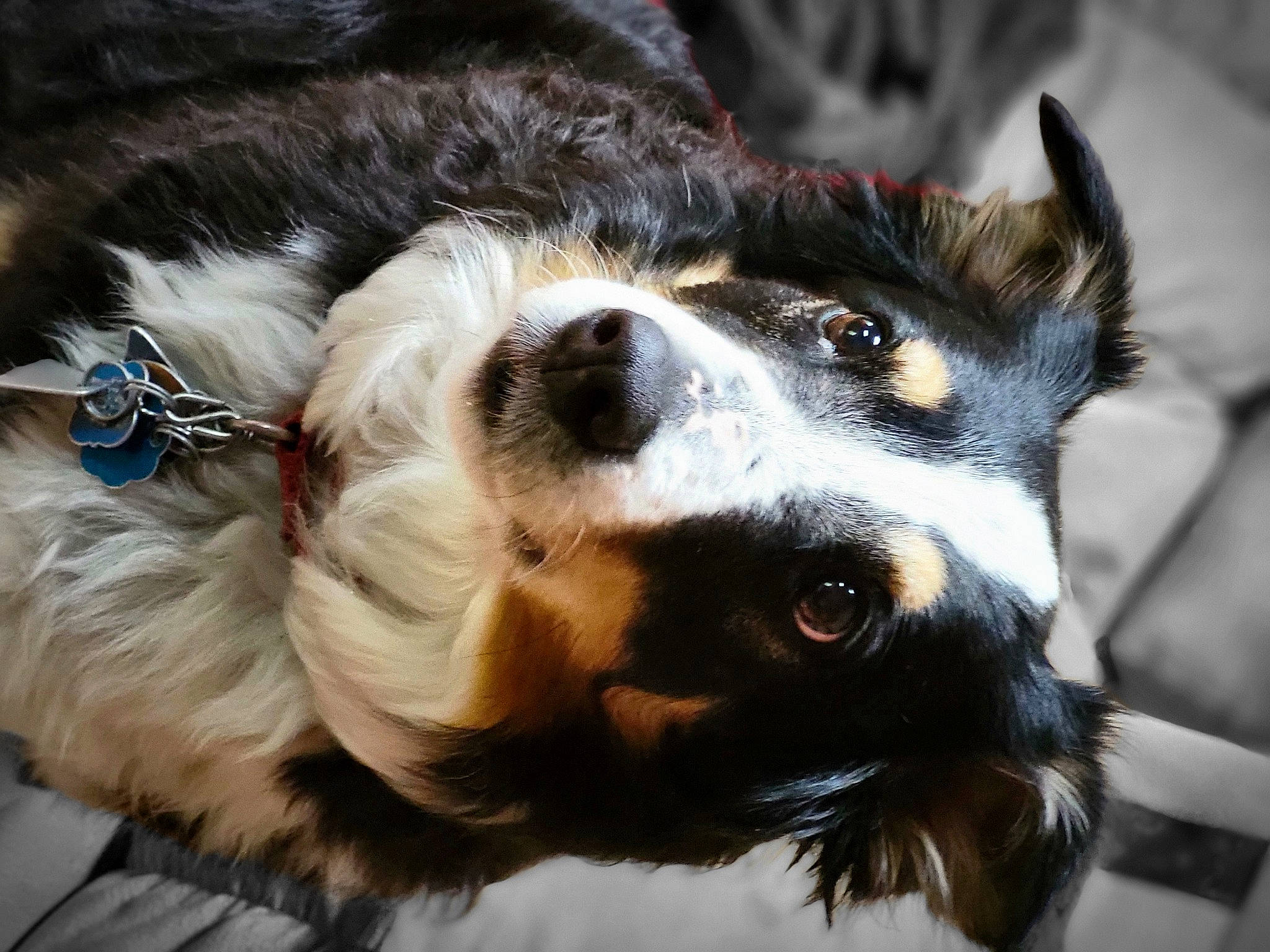 Bella joined the competition — help win amazing prizes! bernese_mountain_dog, canidae, carnivore, collar, companion_dog, dog, dog_breed, dog_collar, fur, herding_dog, mammal, paw, plant, snout, sporting_group, vertebrate, whiskers, working_animal, working_dog