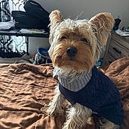 Koda is registered to the contest to win money with this photo: dog, small_dog, pet, sweater, bed, brown_bedspread, fur, ears, indoors, room, curtains, furniture, casual, looking_at_camera, cozy, cute, companion, animal, domestic, portrait