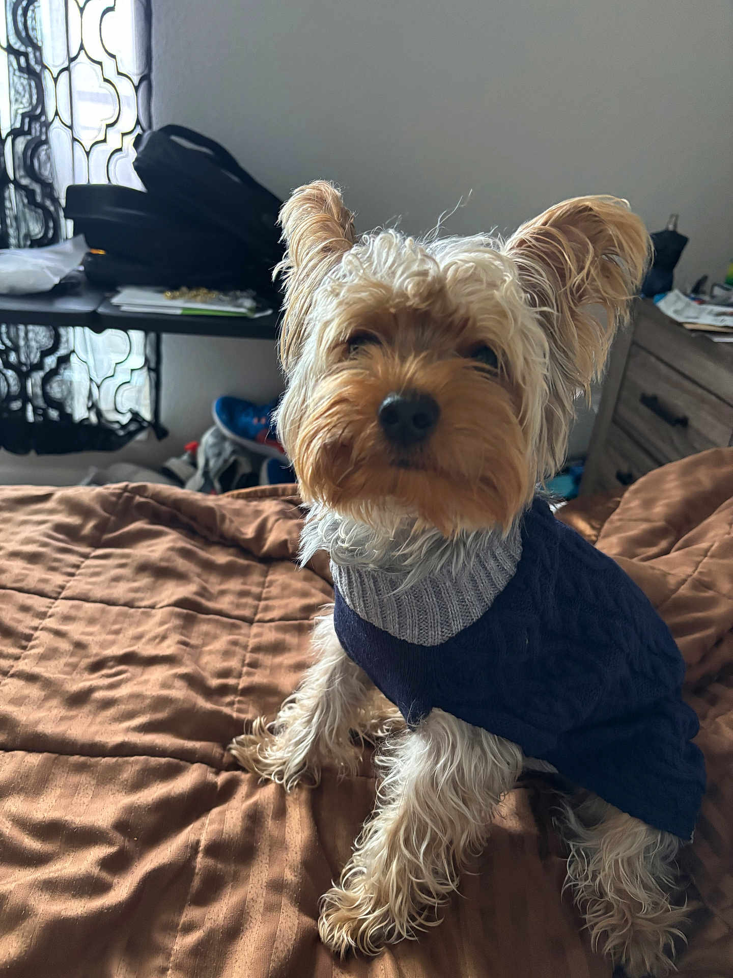 Koda