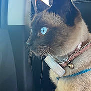Romy participe au concours pour gagner de l'argent avec cette photo : animal, bell, blue_eyes, car, cat, close_up, collar, curious, domestic_cat, fur, harness, indoor, pet, portrait, seat, siamese_cat, side_view, travel, whiskers, window