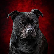 Shelby participe au concours pour gagner de l'argent avec cette photo : alone, animal, black_dog, canine, close_up, dog, domestic_animal, ears, expression, fur, isolated, looking, mammal, pet, portrait, red_background, serious, short_hair, snout, studio_photo