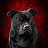 alone, animal, black_dog, canine, close_up, dog, domestic_animal, ears, expression, fur, isolated, looking, mammal, pet, portrait, red_background, serious, short_hair, snout, studio_photo