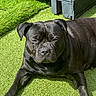 Shelby participe au concours pour gagner de l'argent avec cette photo : animal, artificial_grass, backyard, black_dog, canine, close_up, daylight, dog, fur, garden_bed, grass, mammal, nature, outdoor, paw, pet, relaxed, resting, sunlight, wooden_structure