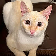 Titus is registered to the contest to win money with this photo: cat, kitten, white_cat, cream_fur, pink_nose, big_eyes, ears, whiskers, pet, portrait, close_up, cute, curious, indoor, sofa, brown_background, fur, sitting, looking_at_camera, animal