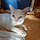 Lily Choupette
