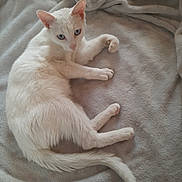 Lily Choupette a rejoint le concours — aidez-le/la à gagner de superbes lots ! animal, blanket, blue_eyes, cat, cozy, cute, domestic_cat, ears, feline, fur, indoor, looking, lying_down, pet, relaxed, resting, soft_texture, tail, whiskers, white_cat