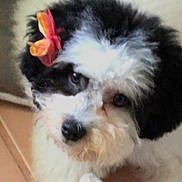 Tiara is registered to the contest to win money with this photo: dog, puppy, black_and_white, bow, fur, pet, cute, indoor, floor, animal, small, curious, closeup, face, ears, toy, sock, domestic, companion, adorable