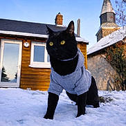 Denver participe au concours pour gagner de l'argent avec cette photo : black_cat, cat, snow, gray_sweater, outdoor, house, wooden_house, church_steeple, blue_sky, winter, animal, pet, feline, yellow_eyes, cold_weather, nature, daytime, fur, mammal, adorable