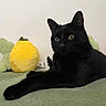 Denver a rejoint le concours — aidez-le/la à gagner de superbes lots ! black_cat, cat, pet, indoor, plush_toy, yellow_toy, green_cushion, blanket, relaxed, feline, animal, cute, whiskers, ears, eyes, lying_down, soft_texture, domestic, fur, resting