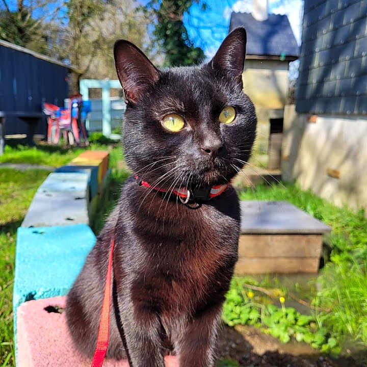 Denver a rejoint le concours — aidez-le/la à gagner de superbes lots ! accessories, animal, architecture, backyard, bench, blackcat, building, cat, furniture, grass, lawn, manx, nature, outdoors, pet, plant, pottedplant, slate, strap, yard