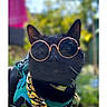 Denver participe au concours pour gagner de l'argent avec cette photo : cat, black_cat, sunglasses, gold_chain, pet, outdoor, greenery, close_up, animal, cool, fashion, accessory, portrait, feline, sunlight, blurred_background, cute, whiskers, collar, leash