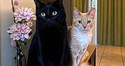 Denver a rejoint le concours — aidez-le/la à gagner de superbes lots ! black_cat, orange_cat, cat, pets, animals, flowers, vase, wooden_surface, curtains, indoor, green_eyes, feline, fur, tile_floor, decor, houseplants, still_life, portrait, companion, cute