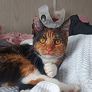 Patches joined the competition — help win amazing prizes! amber_eyes, animal, black, calico_cat, cat, cozy, cute, domestic, ears, feline, fur, indoor, knitted_blanket, orange, paw, pet, portrait, relaxed, whiskers, white