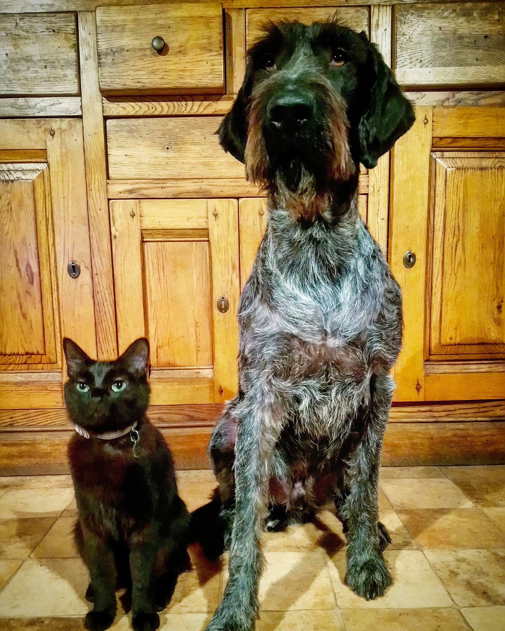 Madame Lehat participe au concours pour gagner de l'argent avec cette photo : canidae, carnivore, dog, dog_breed, german_shorthaired_pointer, german_wirehaired_pointer, hunting_dog, mammal, pointer, pointing_breed, sporting_group, stichelhaar, vertebrate, wirehaired_pointing_griffon