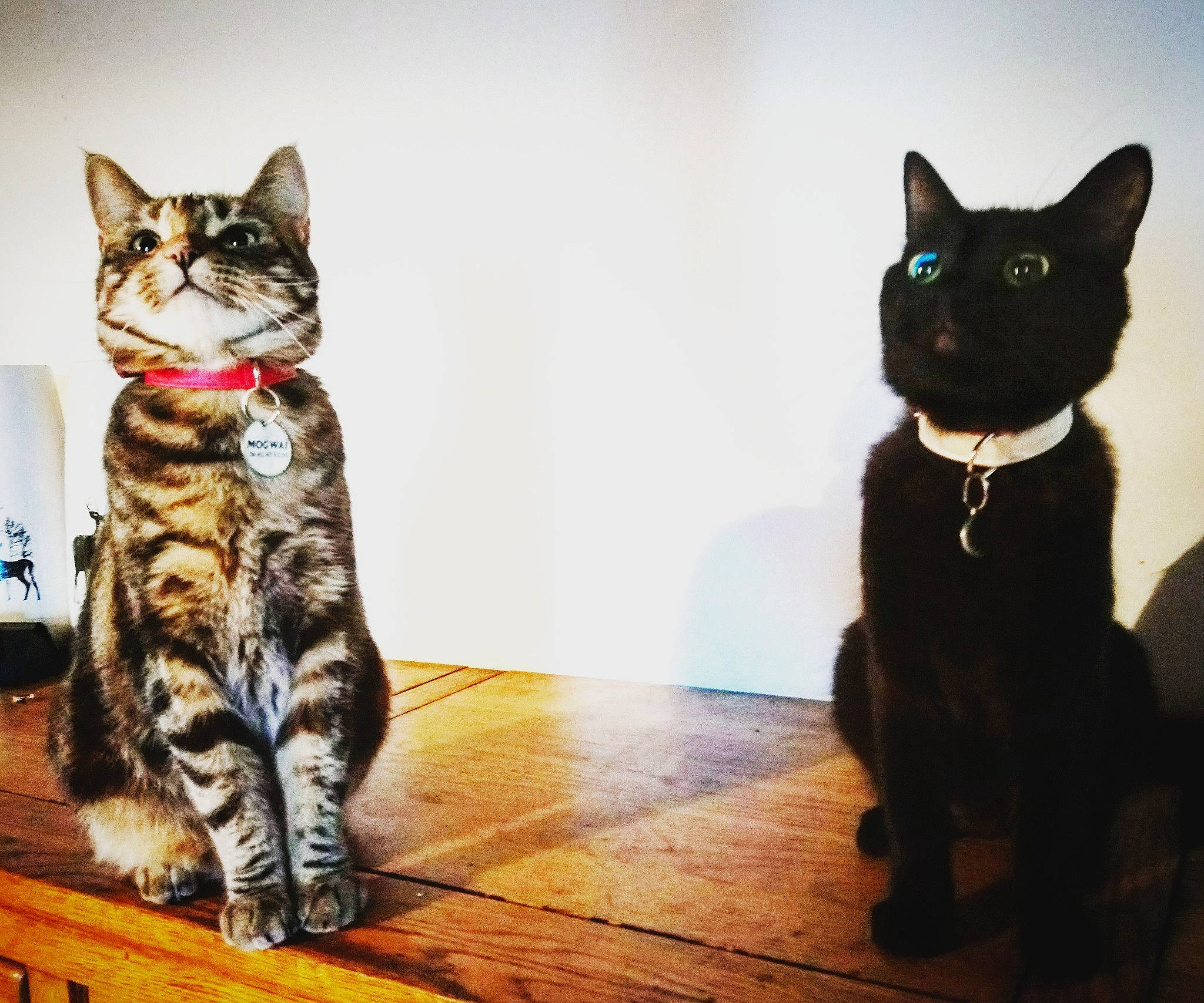 Madame Lehat participe au concours pour gagner de l'argent avec cette photo : american_shorthair, asian, black_cat, carnivore, cat, domestic_short_haired_cat, european_shorthair, felidae, kitten, mammal, small_to_medium_sized_cats, square, tabby_cat, tail, whiskers