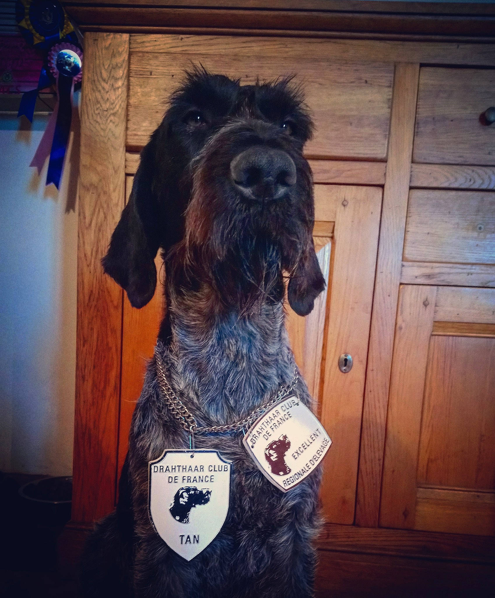 Newton Du Domaine De La Barbich' participe au concours pour gagner de l'argent avec cette photo : canidae, carnivore, companion_dog, dog, dog_breed, german_wirehaired_pointer, miniature_schnauzer, spaniel, sporting_group