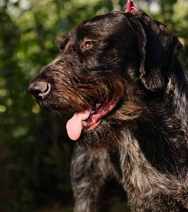 Newton Du Domaine De La Barbich'