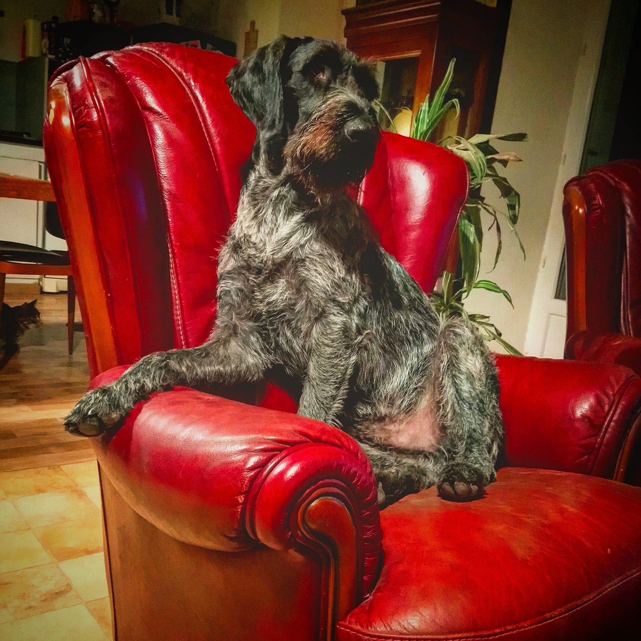 Newton Du Domaine De La Barbich' participe au concours pour gagner de l'argent avec cette photo : canidae, carnivore, cesky_terrier, chair, companion_dog, dog, dog_breed, furniture, sporting_group