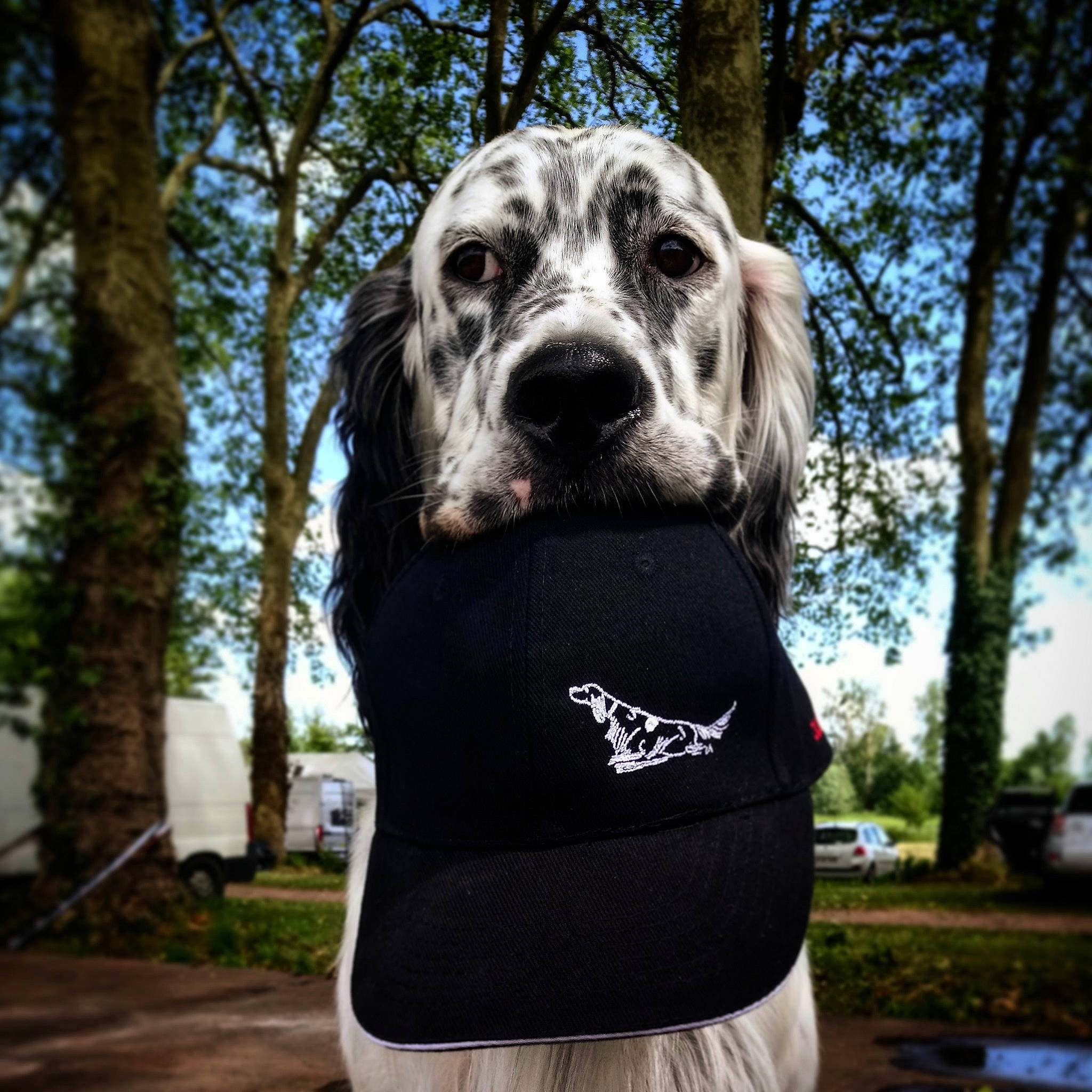 Mistral Des Bords De Langazel participe au concours pour gagner de l'argent avec cette photo : canidae, carnivore, companion_dog, dog, dog_breed, hunting_dog, rare_breed_dog, snout, sporting_group, t_shirt, tree