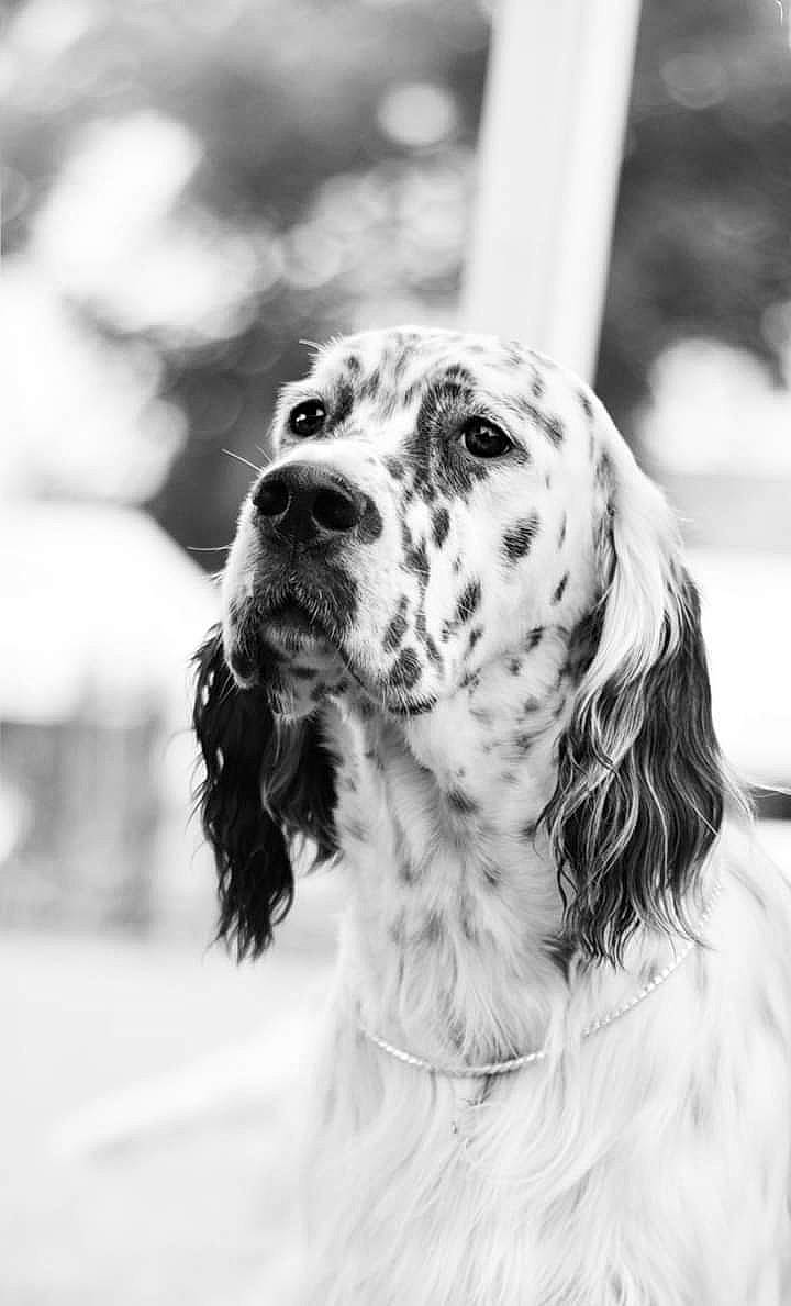 Mistral Des Bords De Langazel