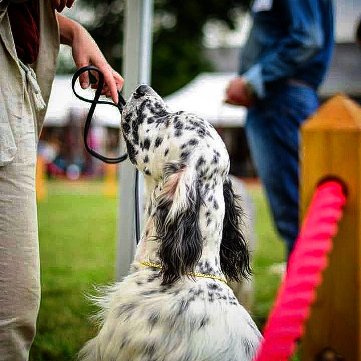 Mistral Des Bords De Langazel participe au concours pour gagner de l'argent avec cette photo : canidae, carnivore, companion_dog, conformation_show, dalmatian, dog, dog_breed, english_setter, large_munsterlander, non_sporting_group, obedience_training, retriever, setter, sporting_group, vertebrate