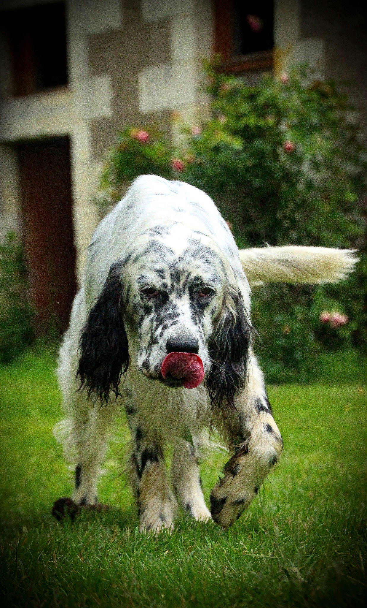 Mistral Des Bords De Langazel a rejoint le concours — aidez-le/la à gagner de superbes lots ! canidae, carnivore, cocker_spaniel, companion_dog, dog, dog_breed, eye, fur, grass, gun_dog, hair, plant, snout, spaniel, sporting_group, toy_dog, volkswagen_beetle, whiskers, window, working_animal