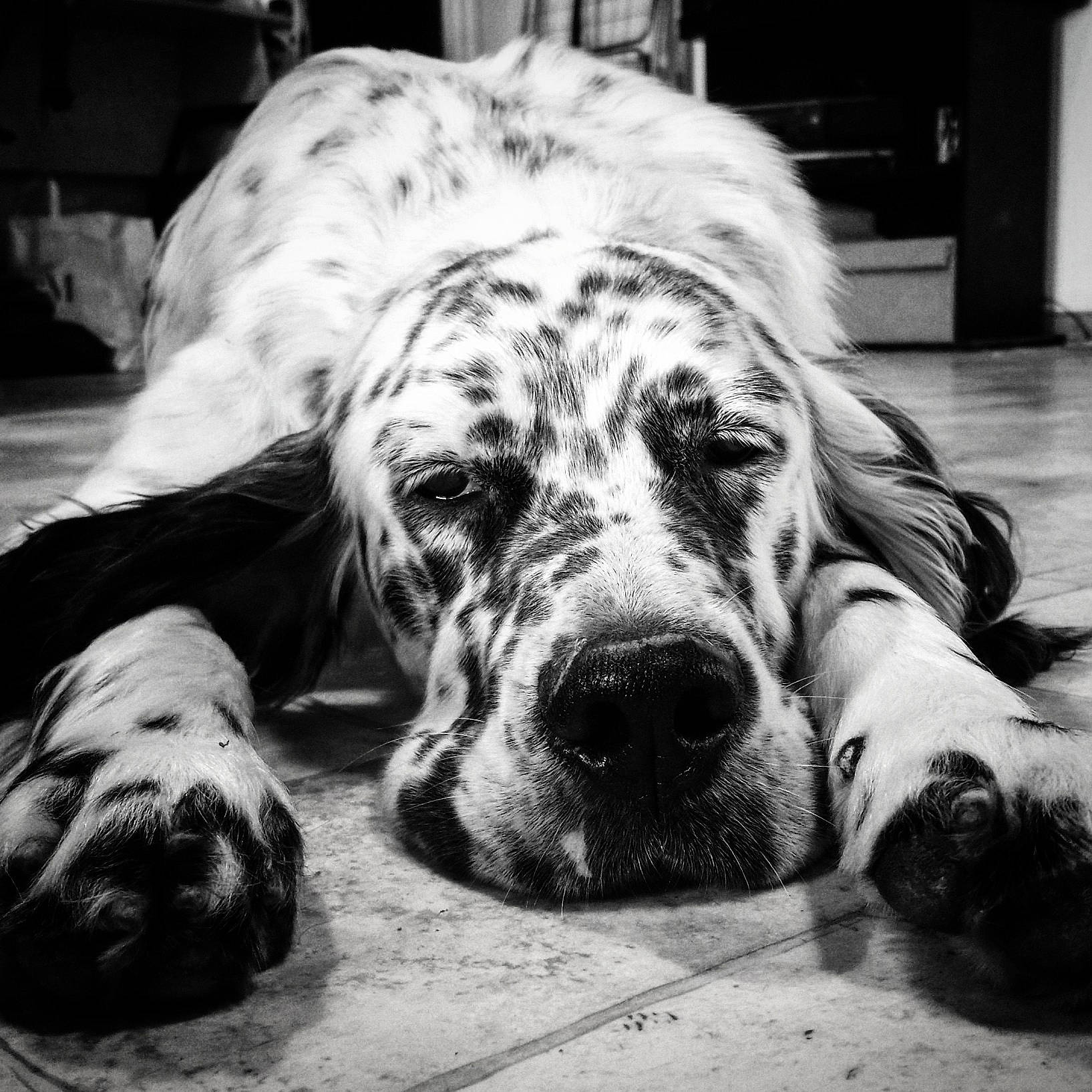 Mistral Des Bords De Langazel participe au concours pour gagner de l'argent avec cette photo : black_and_white, canidae, carnivore, companion_dog, dog, dog_breed, english_setter, giant_dog_breed, great_dane, mammal, non_sporting_group, retriever, setter, snout, sporting_group, vertebrate