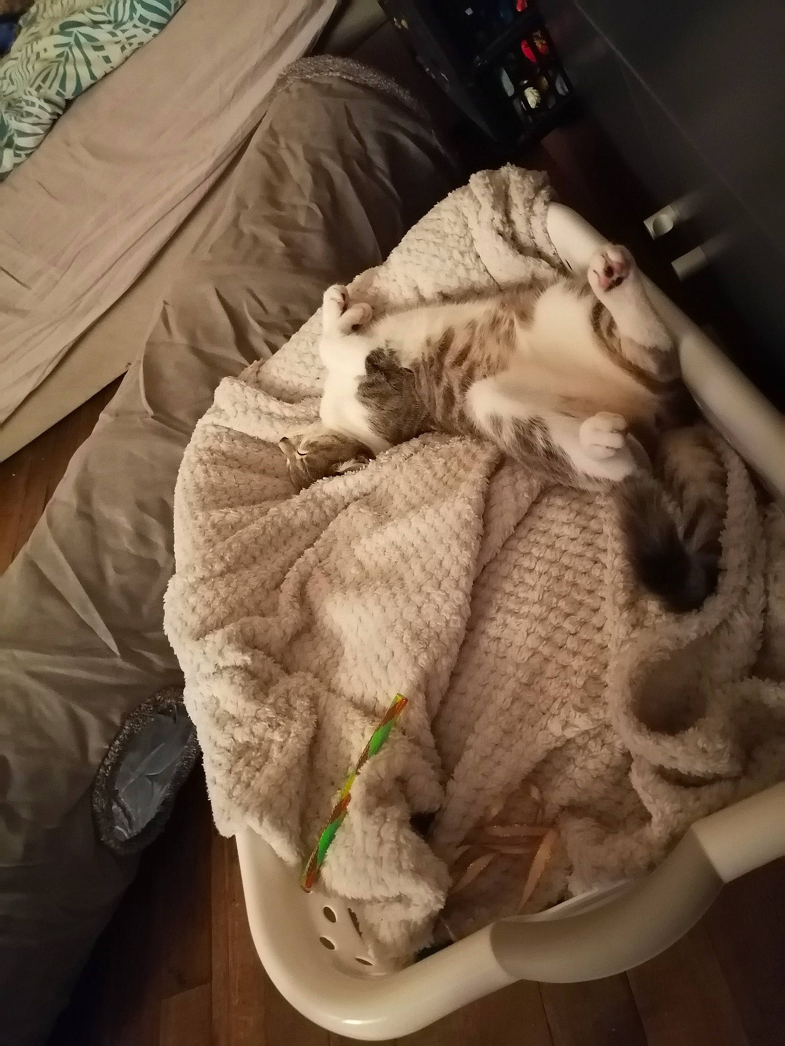 Plume a rejoint le concours — aidez-le/la à gagner de superbes lots ! bedding, blanket, canidae, carnivore, cat, comfort, companion_dog, domestic_short_haired_cat, duvet, fawn, felidae, fur, linens, nap, room, small_to_medium_sized_cats, sporting_group, tail, whiskers, wool