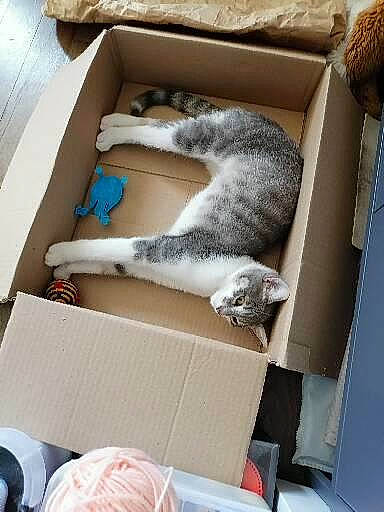 Plume participe au concours pour gagner de l'argent avec cette photo : carnivore, carton, cat, cat_supply, comfort, domestic_short_haired_cat, felidae, flooring, fur, hardwood, nap, paw, pet_supply, room, shelving, shipping_box, small_to_medium_sized_cats, tail, whiskers, wood