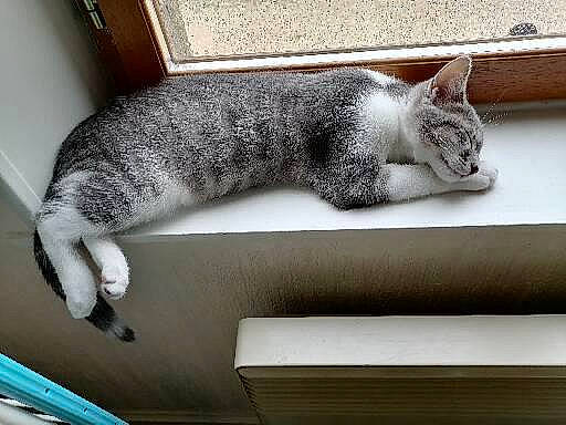 Plume a rejoint le concours — aidez-le/la à gagner de superbes lots ! carnivore, cat, comfort, couch, domestic_short_haired_cat, felidae, fur, grey, mammal, nap, paw, rectangle, room, small_to_medium_sized_cats, snout, tail, vertebrate, whiskers, window, wood