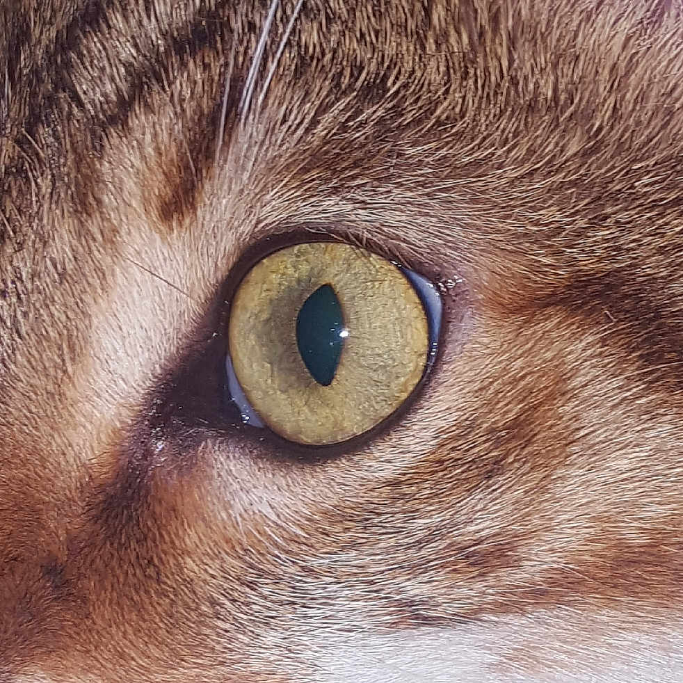 Lolita a rejoint le concours — aidez-le/la à gagner de superbes lots ! carnivoran, cat, cat_like_mammal, close_up, domestic_short_haired_cat, eye, face, fauna, fur, iris, macro_photography, mammal, nose, organ, photography, small_to_medium_sized_cats, snout, tabby_cat, whiskers, wildlife