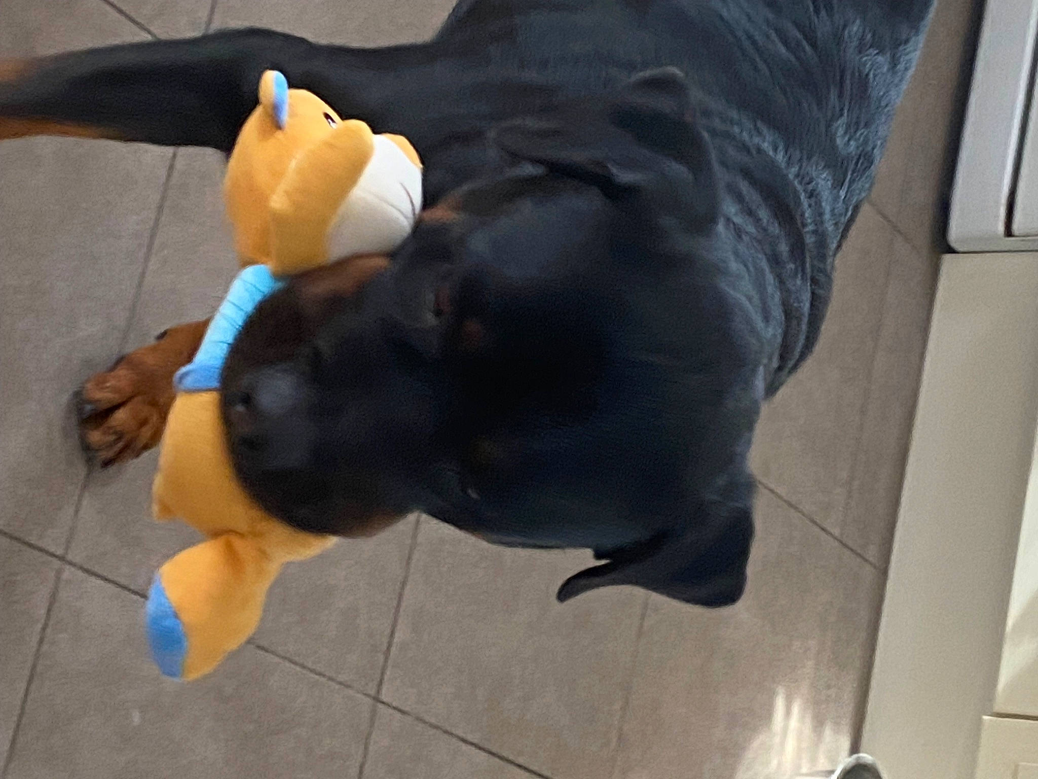 Ubu a rejoint le concours — aidez-le/la à gagner de superbes lots ! canidae, carnivore, comfort, companion_dog, dog, dog_breed, dog_clothes, dog_supply, fawn, flooring, fur, gesture, guard_dog, human_leg, knee, sleeve, sporting_group, tail, working_animal, wrist