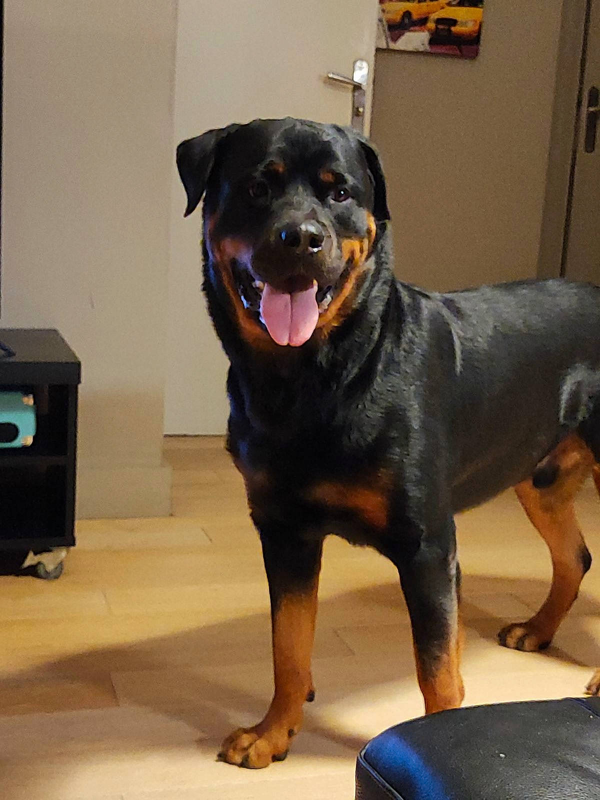 Ubu a rejoint le concours — aidez-le/la à gagner de superbes lots ! canidae, carnivore, collar, companion_dog, dog, dog_breed, fawn, fur, guard_dog, rottweiler, snout, sporting_group, working_animal, working_dog