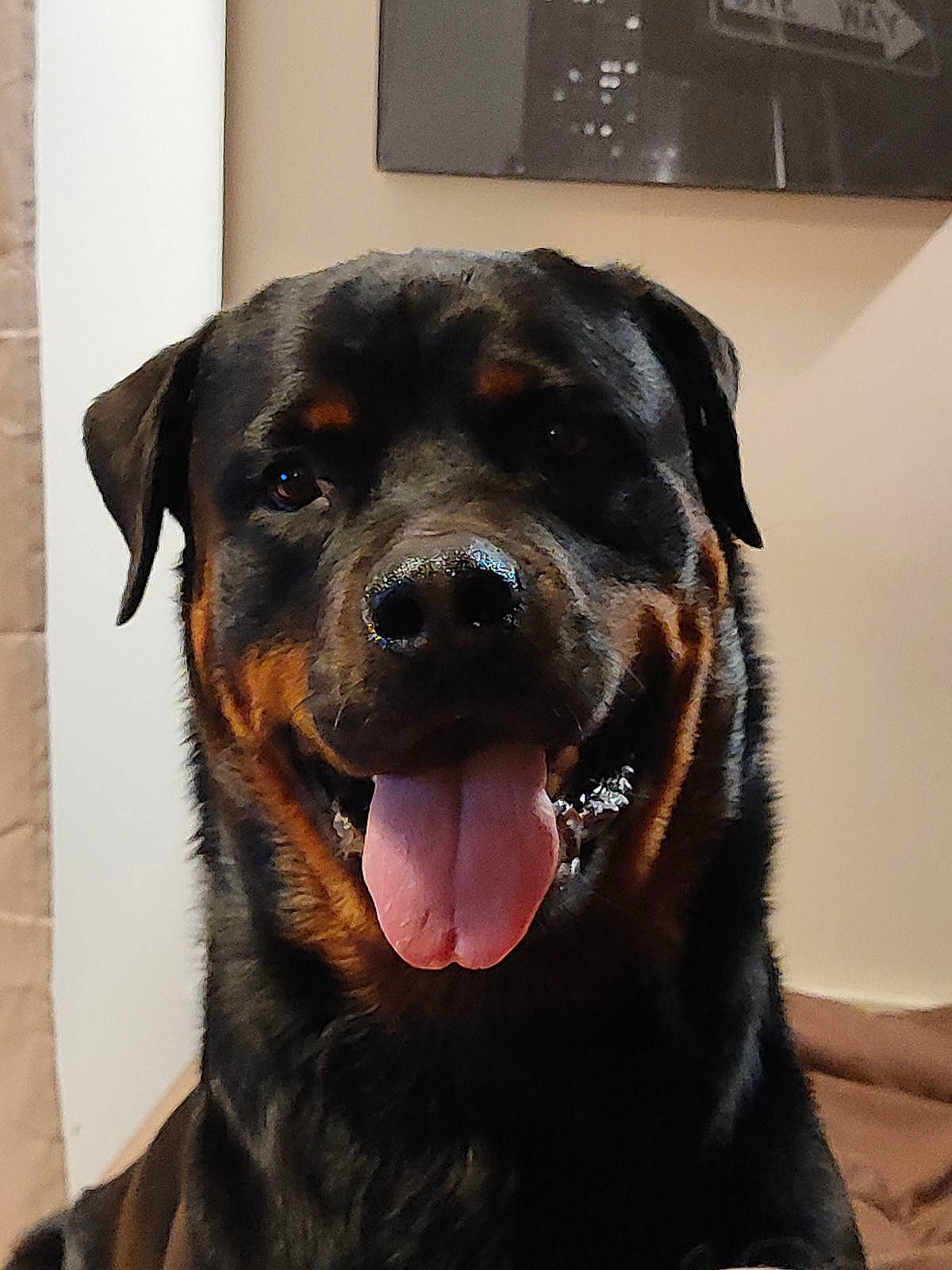 Ubu a rejoint le concours — aidez-le/la à gagner de superbes lots ! canidae, carnivore, collar, companion_dog, computer_keyboard, dog, dog_breed, dog_collar, fur, guard_dog, input_device, paw, rottweiler, snout, sporting_group, terrestrial_animal, whiskers, window, working_animal, working_dog