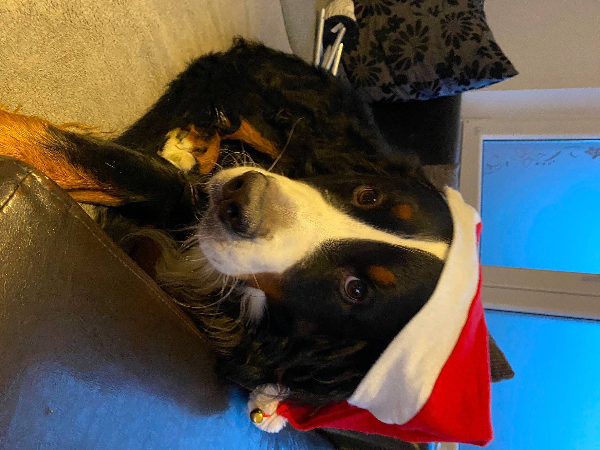 Harley a rejoint le concours — aidez-le/la à gagner de superbes lots ! carnivore, chair, collar, companion_dog, dog, dog_breed, fur, herding_dog, picture_frame, snout, sporting_group, toy_dog, whiskers, working_animal, working_dog